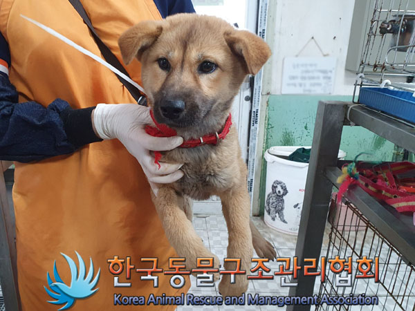 한국동물구조관리협회_441406202300883